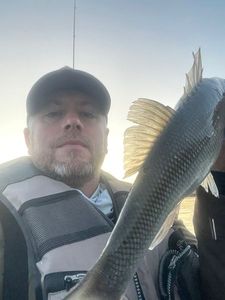European Bass (Seabass)