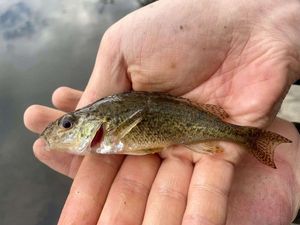 Ruffe