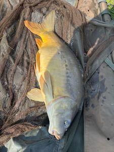 Mirror Carp