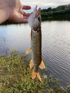Northern Pike