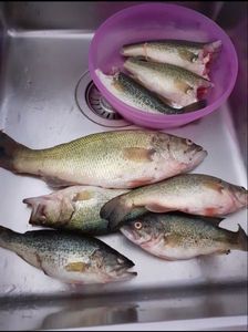 Largemouth Bass