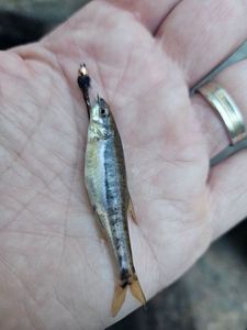 Common Minnow