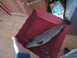Brown Trout