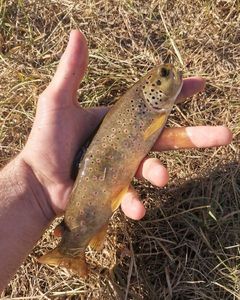 Brown Trout