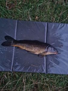 Common Carp