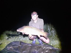 Common Carp