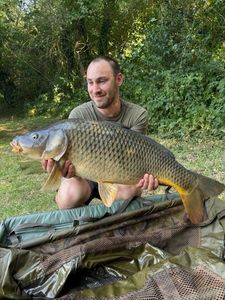Common Carp