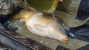 Mirror Carp