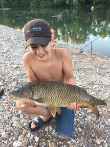 Common Carp