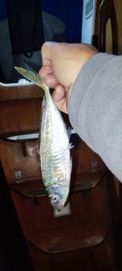 Mediterranean Horse Mackerel