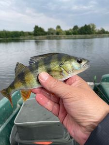 European Perch