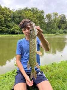 Northern Pike