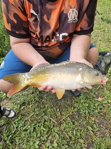 Mirror Carp