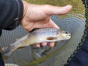 Brown Trout