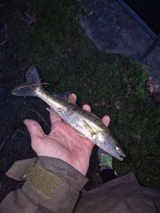 Zander