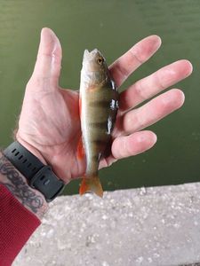 European Perch