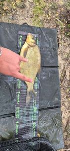 Common Bream