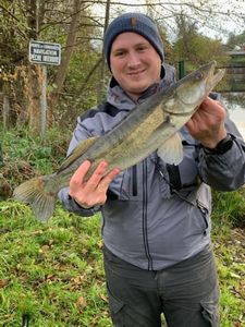 Zander
