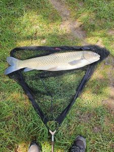 Grass Carp