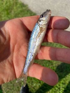 Gudgeon