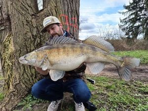 Zander
