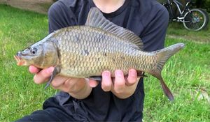 Common Carp