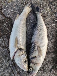 European Bass (Seabass)