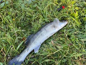 Zander