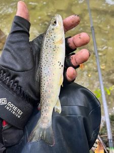 Brown Trout