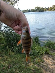 European Perch