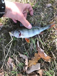 European Perch