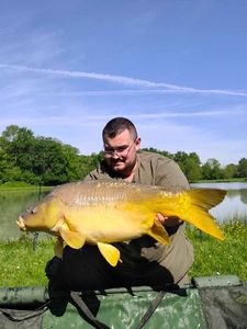 Mirror Carp