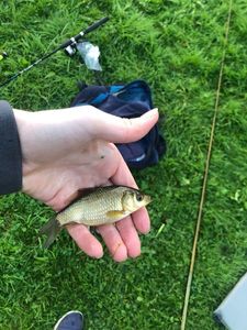 Crucian Carp