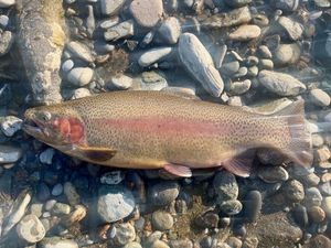 Rainbow Trout