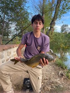 Common Carp
