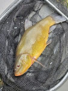Tench