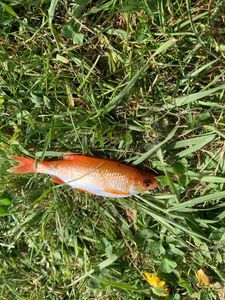 Cuckoo Wrasse