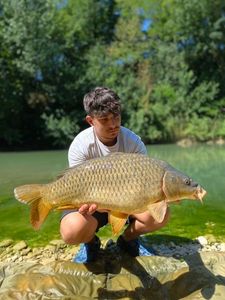 Common Carp