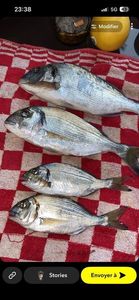 Gilthead Seabream