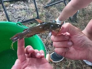 Black Bullhead