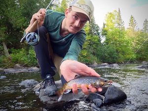 Brook Trout