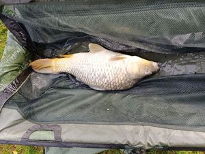 Leather Carp