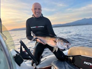 Greater Amberjack