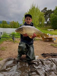 Common Carp