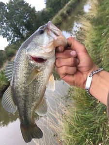 Smallmouth Bass