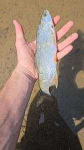 Asp
