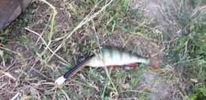 European Perch