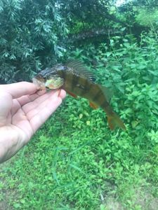 European Perch
