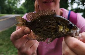 Rock Bass