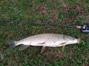 Northern Pike